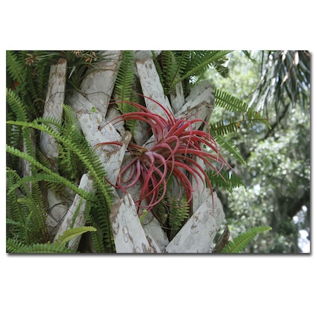 Patty Tuggle 'Air Plant In Pink' Canvas Art,16x24